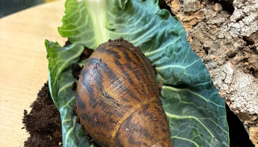 New Creatures at Prospect House!