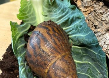 New Creatures at Prospect House!