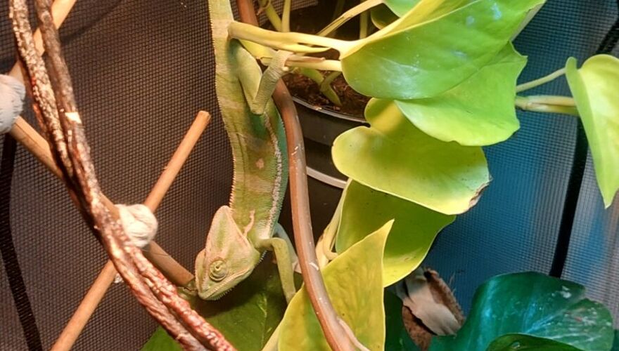 New creatures at Prospect House