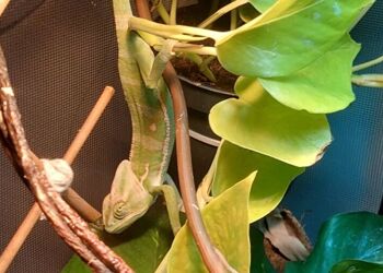 New creatures at Prospect House